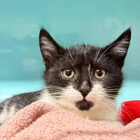 BOULE, chat à adopter