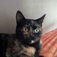 Betty, chatte à adopter