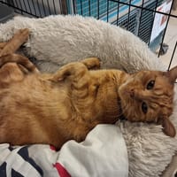 NUGGETS, chat à adopter