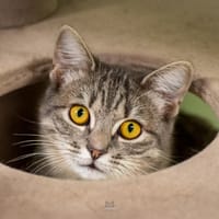 Cleopatre, chatte à adopter