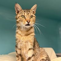 RIPLEY, chat à adopter