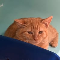 SPIROU, chat à adopter