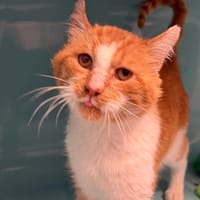 CHORUS, chat à adopter