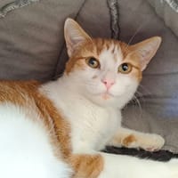 IODE QCT, chatte à adopter