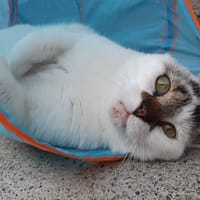 Homer, chat à adopter