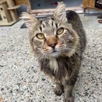 Gruyère, chat à adopter