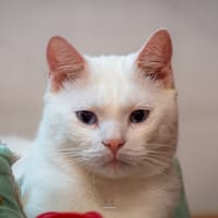 SILVER, chat à adopter