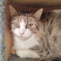 HAVANA QCT, chatte à adopter