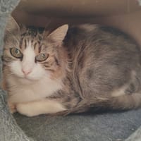 HAVANA QCT, chatte à adopter