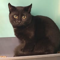 CHIKA, chatte à adopter