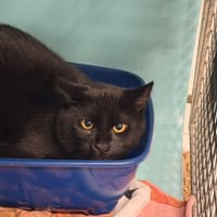 SCOTTY, chat à adopter