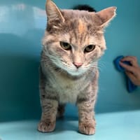 ICE CREAM, chatte à adopter