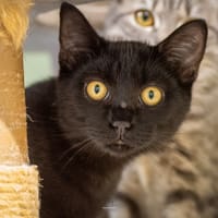BONZAI, chat à adopter