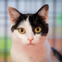 VOLTA, chatte à adopter