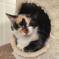 TITA QCT, chatte à adopter