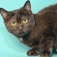 COFFEE, chatte à adopter