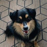 Koki, pies do adopcji