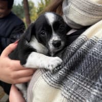 Mortysia, suczka do adopcji