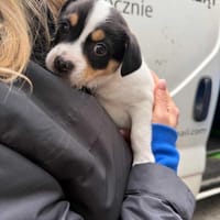 Sabrina, suczka do adopcji