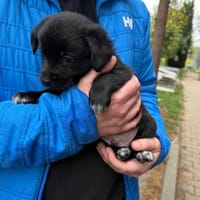 Kruczek, pies do adopcji