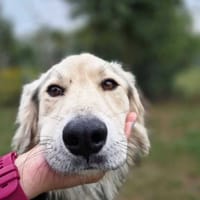 Vandal, pies do adopcji