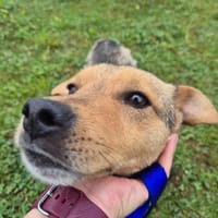 Franek, pies do adopcji