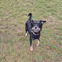 Sparrow, pies do adopcji