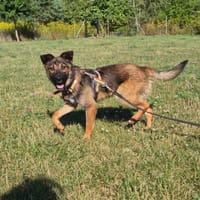 Everest, pies do adopcji