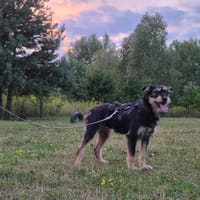 Nela, suczka do adopcji