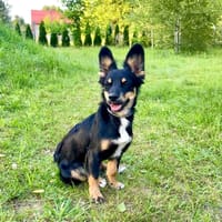 Sisi, suczka do adopcji