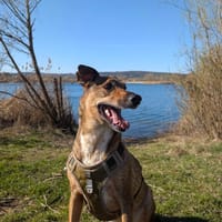 Pesto, pies do adopcji