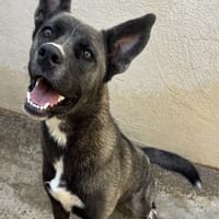 BAKLAVA, chienne à adopter