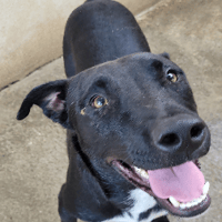 BASTOS, chien à adopter