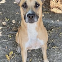 BELLINE, chienne à adopter