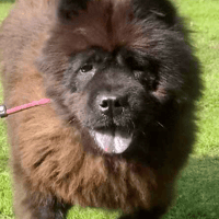 Dennis and Alice, dog to adopt