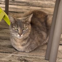 Grizounette, chatte à adopter