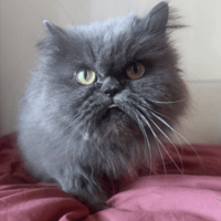 Nuage, chatte à adopter