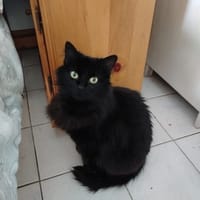 duchesse, chatte à adopter