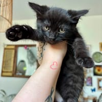 Luna, chatte à adopter