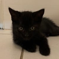 Luna, chatte à adopter