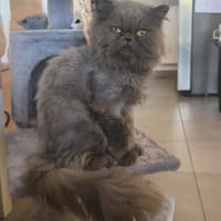 Neige, chatte à adopter
