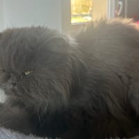 Neige, chatte à adopter