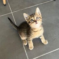 Smoky, chatte à adopter