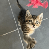 Smoky, chatte à adopter