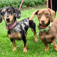 Beau and Pickle, dog to adopt