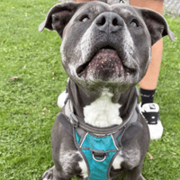 Rudi, dog to adopt