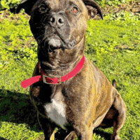 Riley, dog to adopt