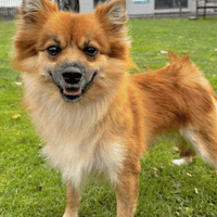 Channa, female dog to adopt