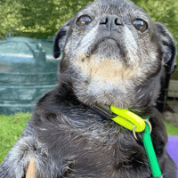 Poppet, Bridgette and Waffle, female dog to adopt