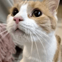 Mini, female cat to adopt